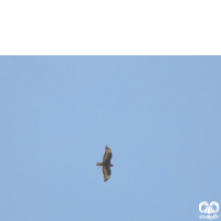 گونه عقاب مارخور Short-toed Eagle